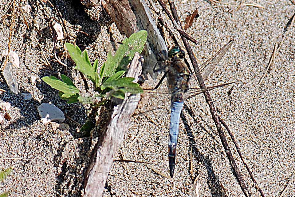 Libellula da ID. - Orthetrum cancellatum